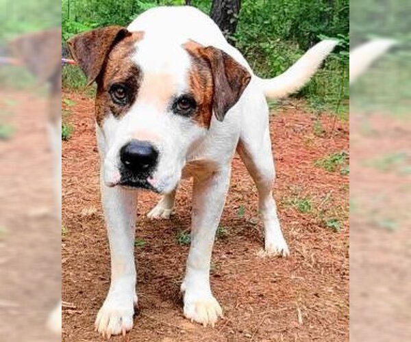Medium Photo #3 Boxer-Unknown Mix Puppy For Sale in Frankston, TX, USA