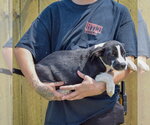 Small #1 Boxer Mix