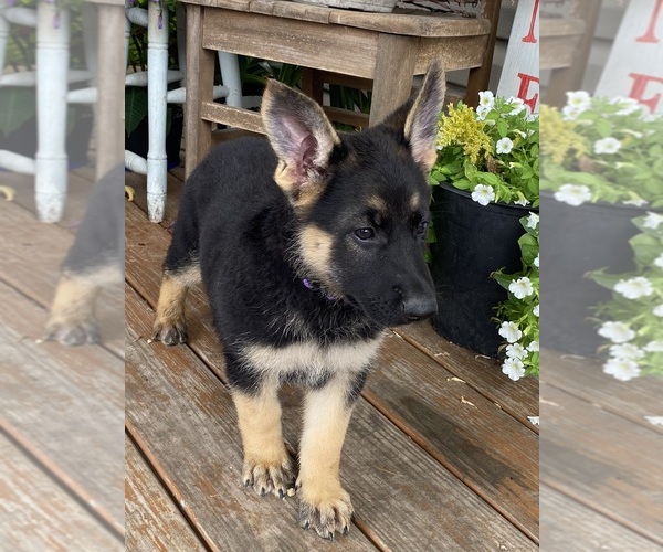 Medium Photo #6 German Shepherd Dog Puppy For Sale in WOLFE CITY, TX, USA