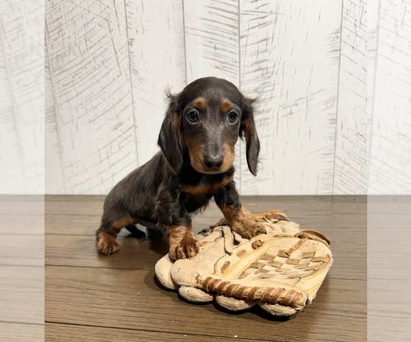 Medium Photo #2 Dachshund Puppy For Sale in MIDDLEBURY, IN, USA