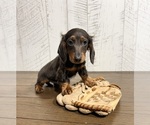 Small #1 Dachshund