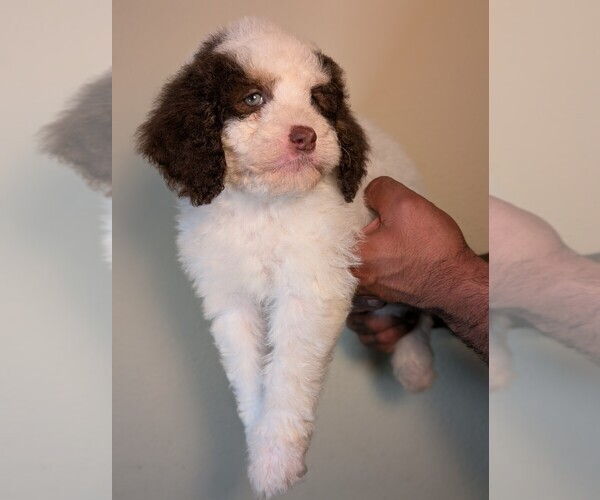 Medium Photo #27 Bernedoodle-Cavapoo (Miniature) Mix Puppy For Sale in SACRAMENTO, CA, USA