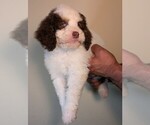 Small #2 Bernedoodle-Cavapoo (Miniature) Mix