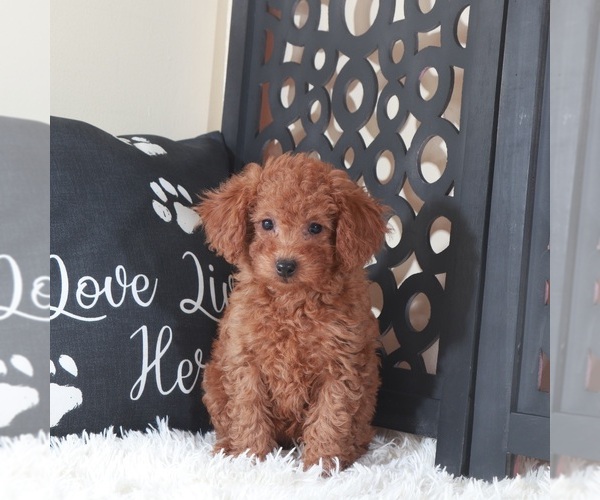 Medium Photo #5 Poodle (Toy) Puppy For Sale in MOUNT VERNON, OH, USA