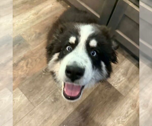 Medium Photo #3 Mutt Puppy For Sale in Canton, CT, USA