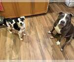 Small Photo #3 Border Collie-Parson Russell Terrier Mix Puppy For Sale in Cave Creek, AZ, USA