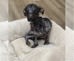 Small Photo #12 Mutt Puppy For Sale in Rootstown, OH, USA