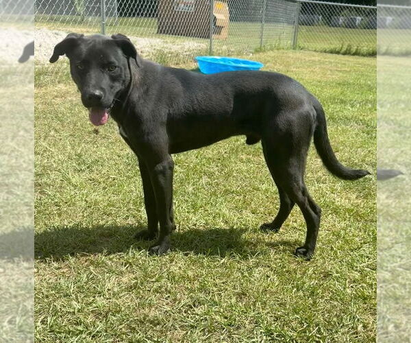 Medium Photo #3 Labrador Retriever-Unknown Mix Puppy For Sale in Canton, CT, USA