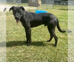 Small #2 Labrador Retriever Mix