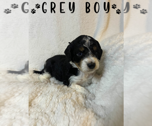 Medium Aussiedoodle Miniature 