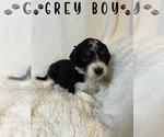 Puppy Grey Boy Aussiedoodle Miniature