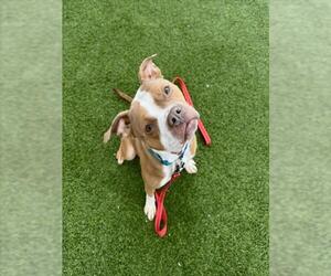 Mutt Dogs for adoption in Las Vegas, NV, USA
