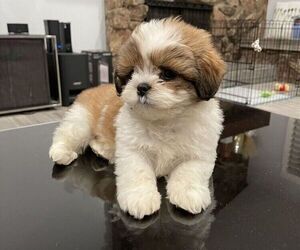 Mal-Shi Puppy for sale in WINNETKA, CA, USA