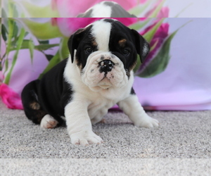 Bulldog Puppy for sale in SHILOH, OH, USA