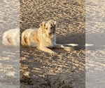 Small Photo #1 Miniature Australian Shepherd Puppy For Sale in SANDY VALLEY, NV, USA