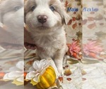 Puppy Aspen Australian Shepherd