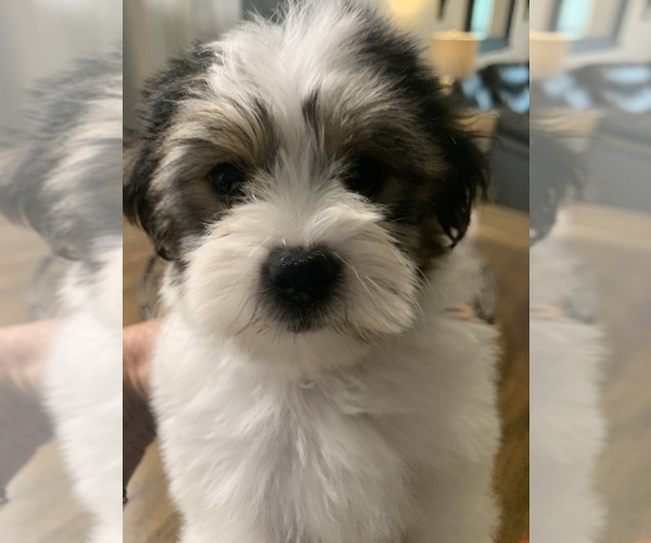 Medium Photo #7 Morkie Puppy For Sale in FORT WORTH, TX, USA