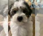 Small Photo #7 Morkie Puppy For Sale in FORT WORTH, TX, USA
