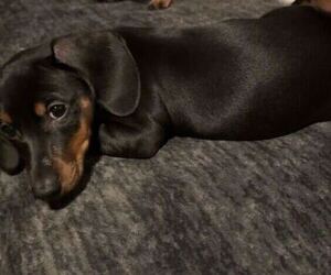 Medium Dachshund