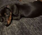 Puppy RJ Dachshund
