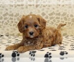Small #1 Cavapoo