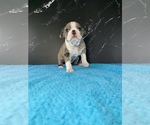 Small #9 Boston Terrier