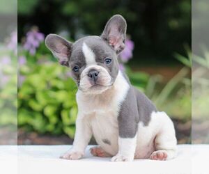 French Bulldog Puppy for sale in HONEY BROOK, PA, USA
