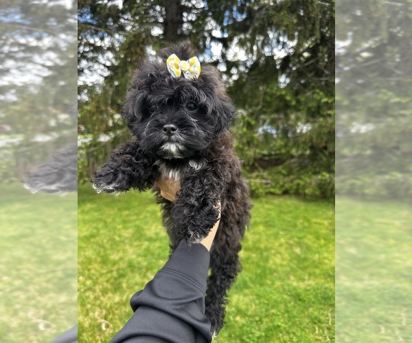 Medium Photo #1 Shih Tzu Puppy For Sale in BROCKTON, MA, USA