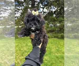 Shih Tzu Puppy for Sale in BROCKTON, Massachusetts USA
