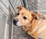 Small #5 American Pit Bull Terrier-Labrador Retriever Mix