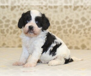 Cavapoo Puppy for sale in DENVER, PA, USA