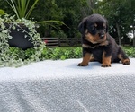 Small #7 Rottweiler