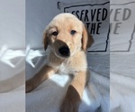 Gunner - Male Golden Retriever Puppy for Sale - Photo #3