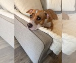 Small #1 American Staffordshire Terrier-Boxer Mix