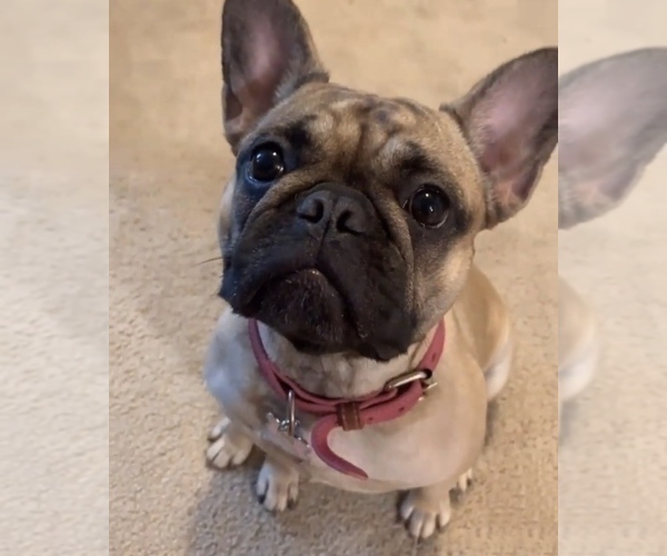 Medium Photo #1 French Bulldog Puppy For Sale in BETHEL PARK, PA, USA