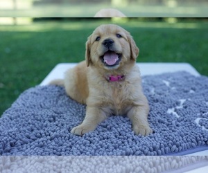 Golden Retriever Puppy for sale in WOOSTER, OH, USA