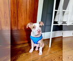 Small #3 American Pit Bull Terrier-Australian Shepherd Mix