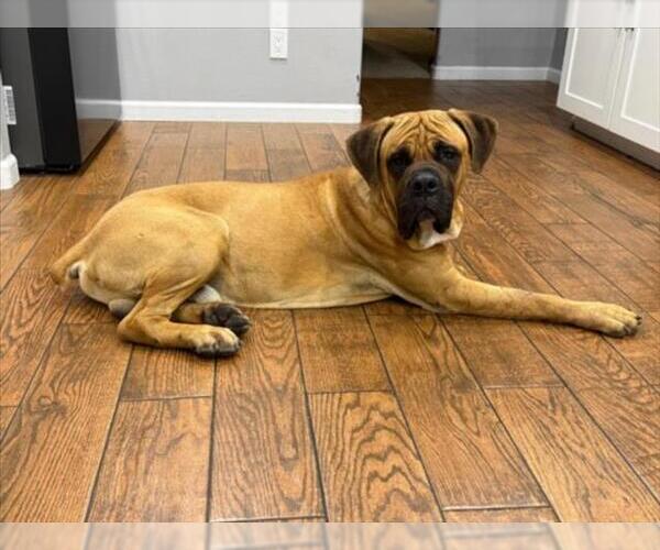 Medium Photo #2 Mutt Puppy For Sale in Las Vegas, NV, USA