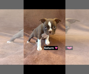 Boston Terrier Puppy for sale in LOWELL, IN, USA