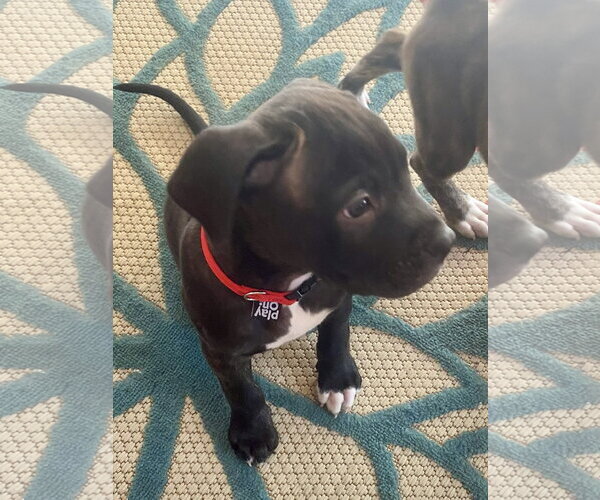 Medium Photo #2 American Staffordshire Terrier-Unknown Mix Puppy For Sale in Atlanta, GA, USA