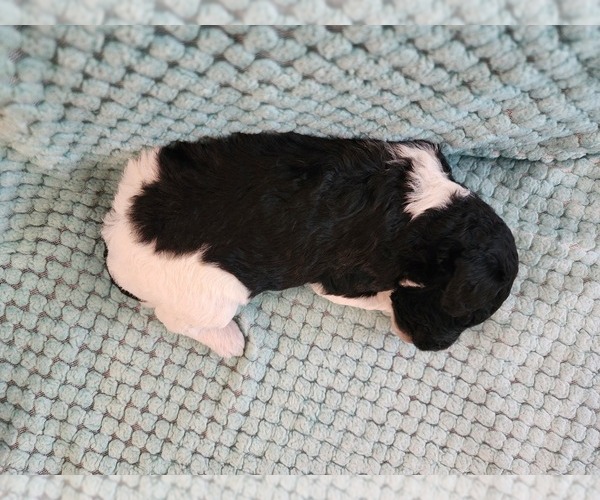 Medium Photo #11 Poodle (Standard) Puppy For Sale in CLAYTON, WA, USA