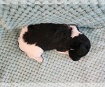 Small Photo #11 Poodle (Standard) Puppy For Sale in CLAYTON, WA, USA