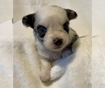 Small Photo #2 Miniature Australian Shepherd Puppy For Sale in FORT MORGAN, CO, USA