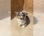 Small #2 American Corgi