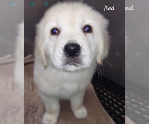 English Cream Golden Retriever Puppy for sale in CLANTON, AL, USA