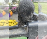 Small Photo #30 Aussiedoodle Puppy For Sale in RUSSELL, IA, USA