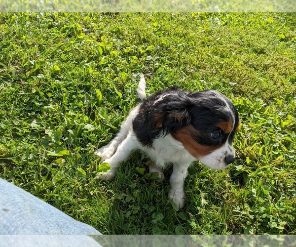 Medium Photo #12 Cavalier King Charles Spaniel Puppy For Sale in WOOSTER, OH, USA