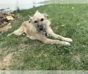 Puppy aka Catniss - Female Border Terrier-Cairn Terrier Mix Dog for Adoption - Photo #6