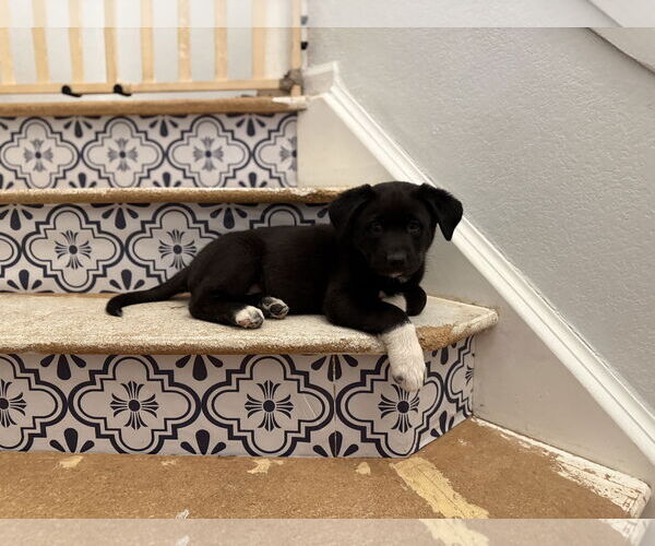 Medium Photo #4 Scottish Collisky Puppy For Sale in Littleton, CO, USA