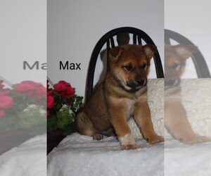 Shiba Inu Dog for Adoption in LOYAL, Wisconsin USA